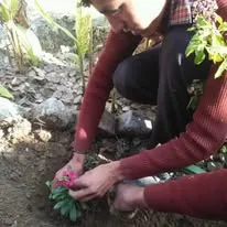 Green Seekers Activity